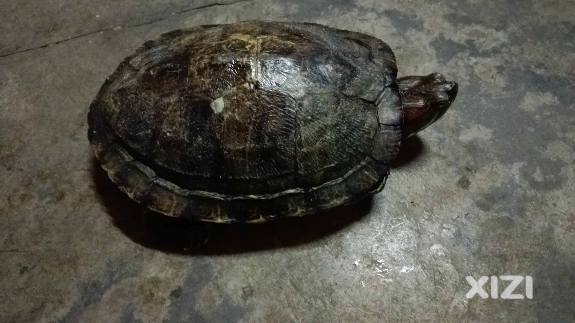 巴西龟