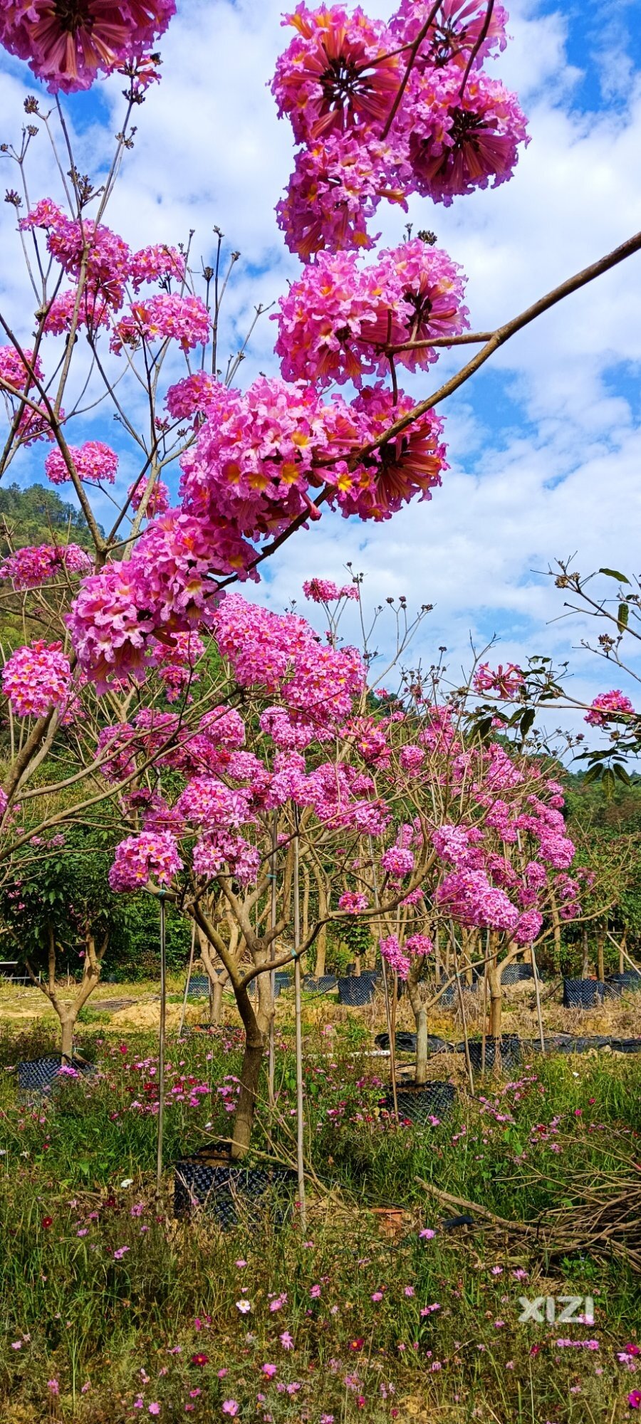 今天的紫花绣球风铃木