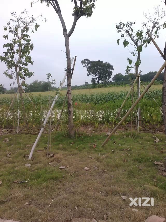 潼侨你变了