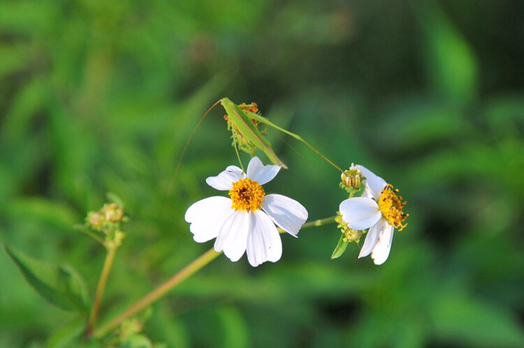 花朵与昆虫