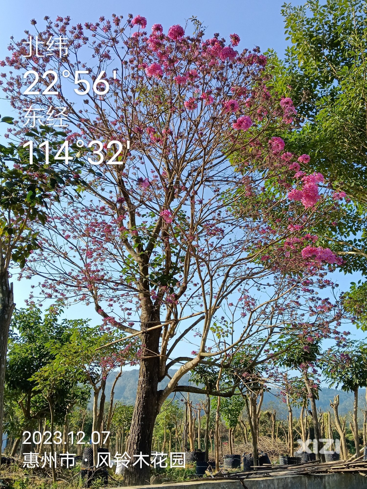 网红树