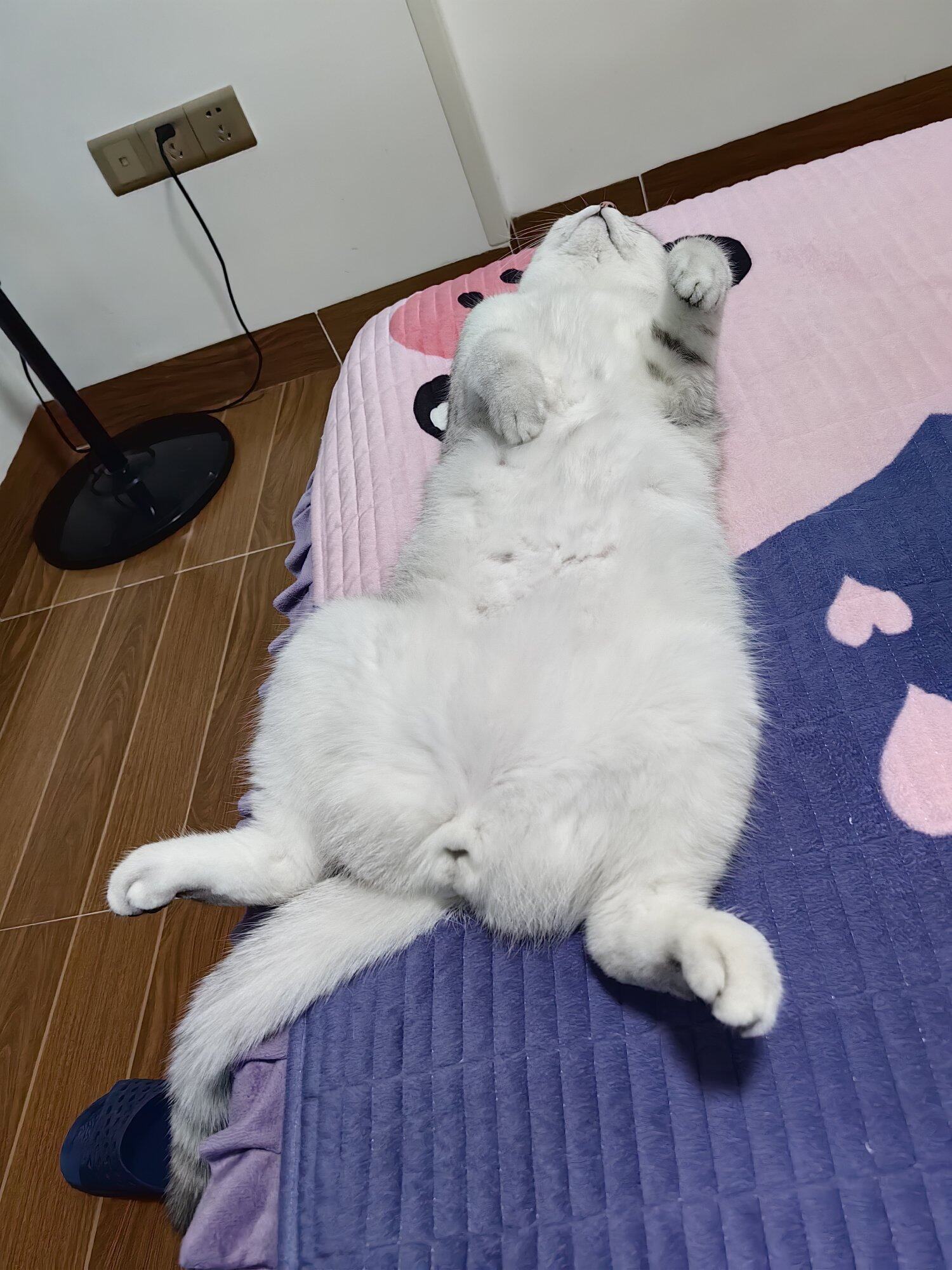 银渐层无偿领养