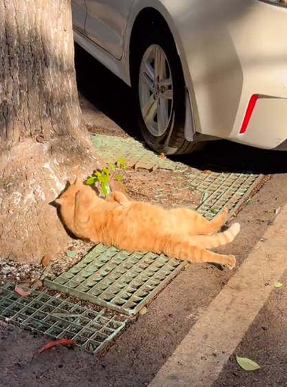 晒太阳的猫，大家晒太阳的时间有多少