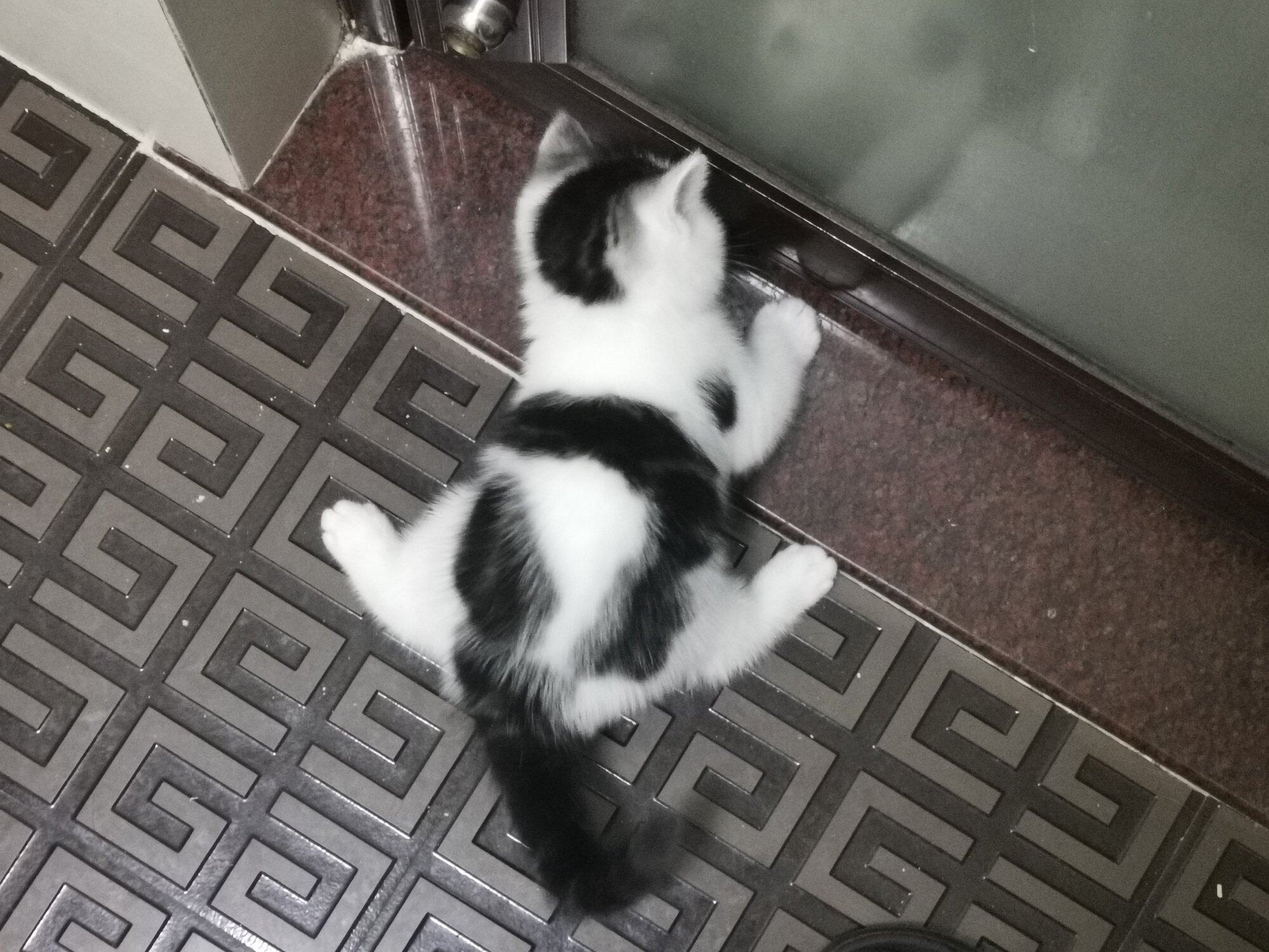 一只高颜值小猫等领养