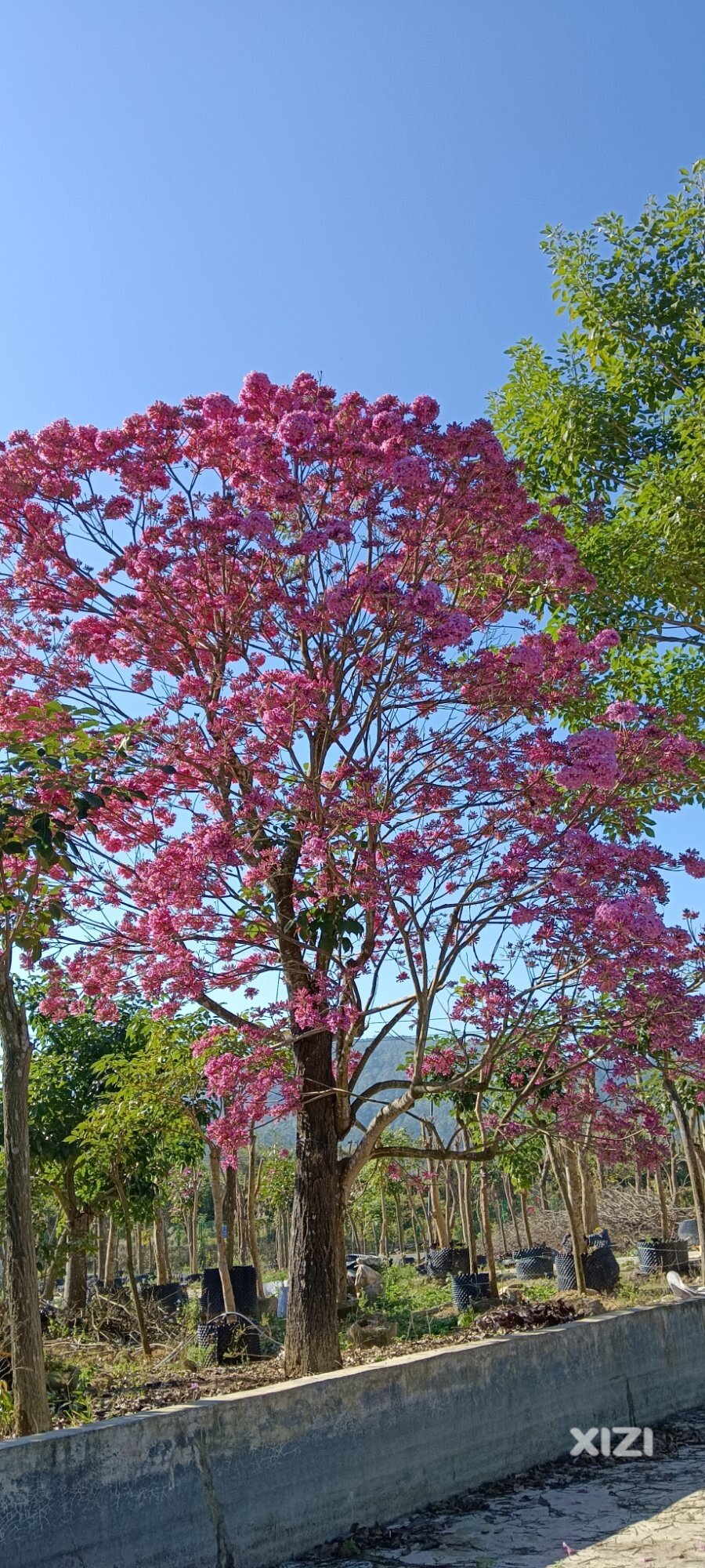 镇场树王的花正在盛开