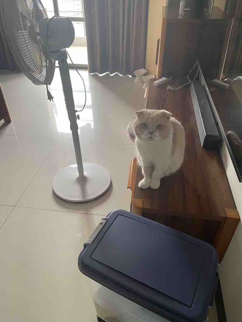 免费领养