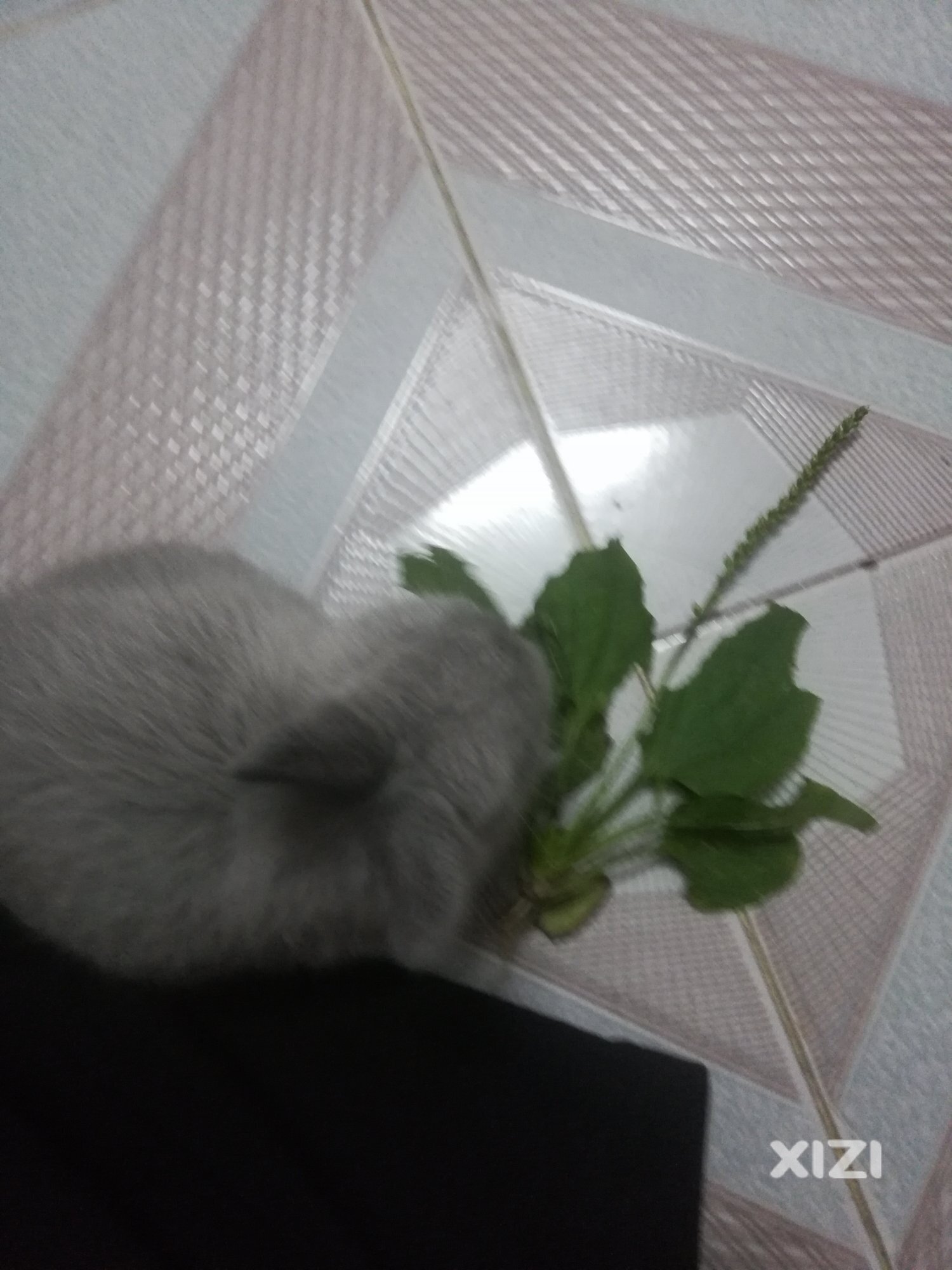 平山附近那里这个草