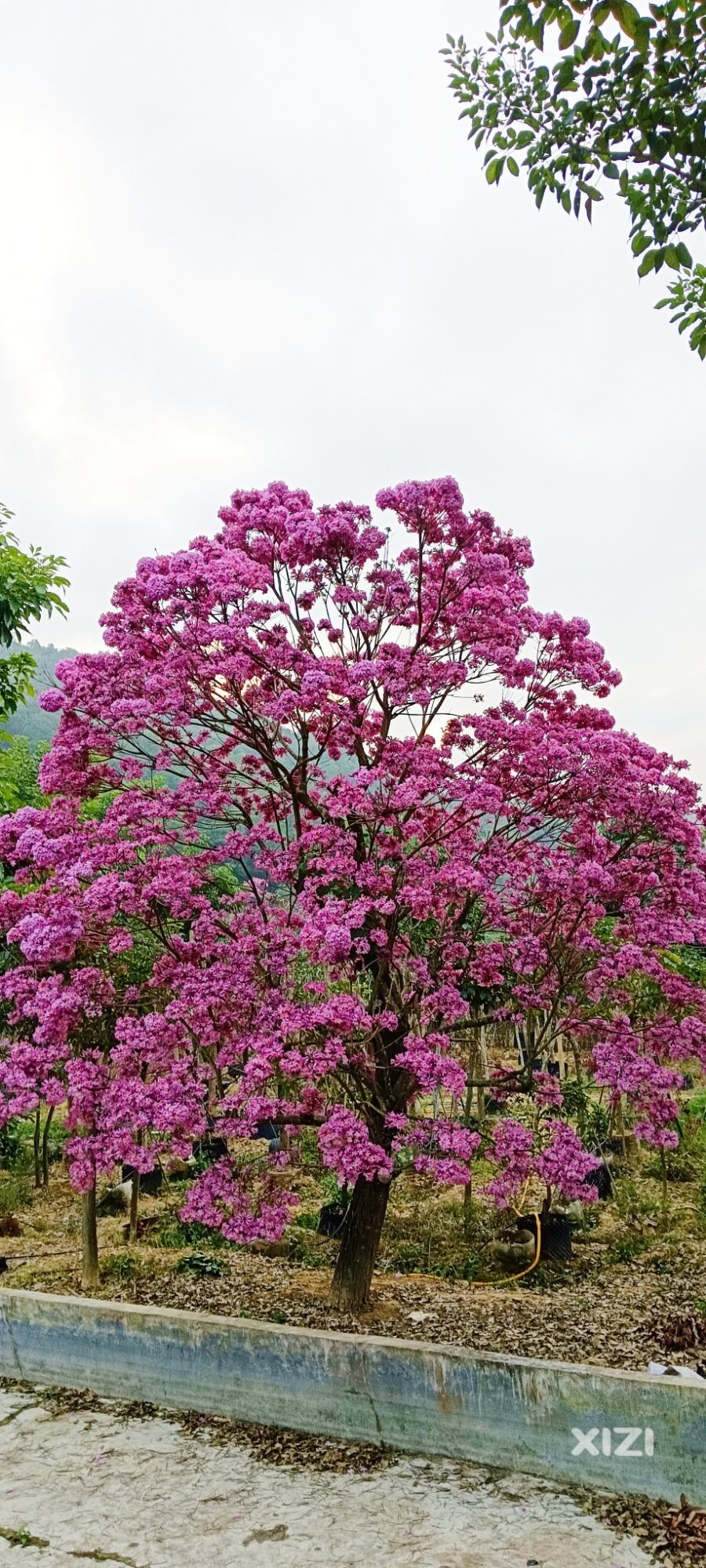 粉粉嫩嫩
