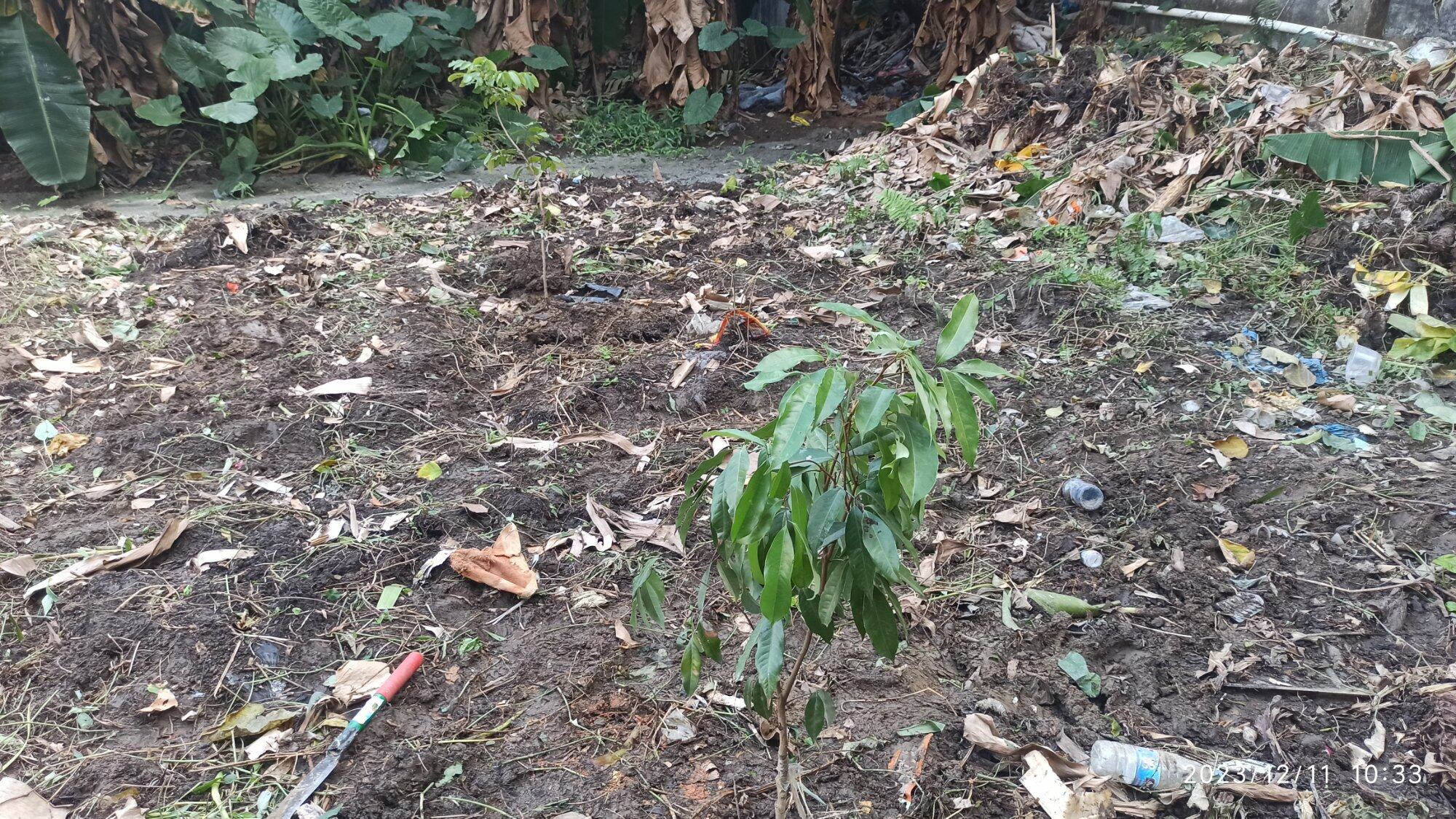 树种下去了