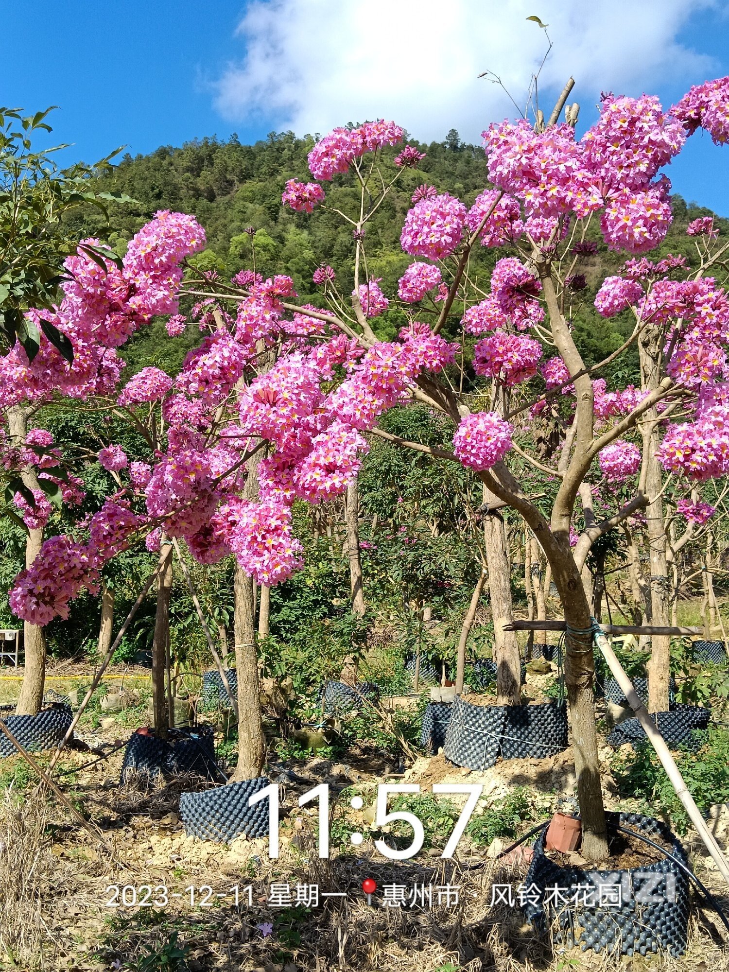 三个品种紫花绣球风铃木对比