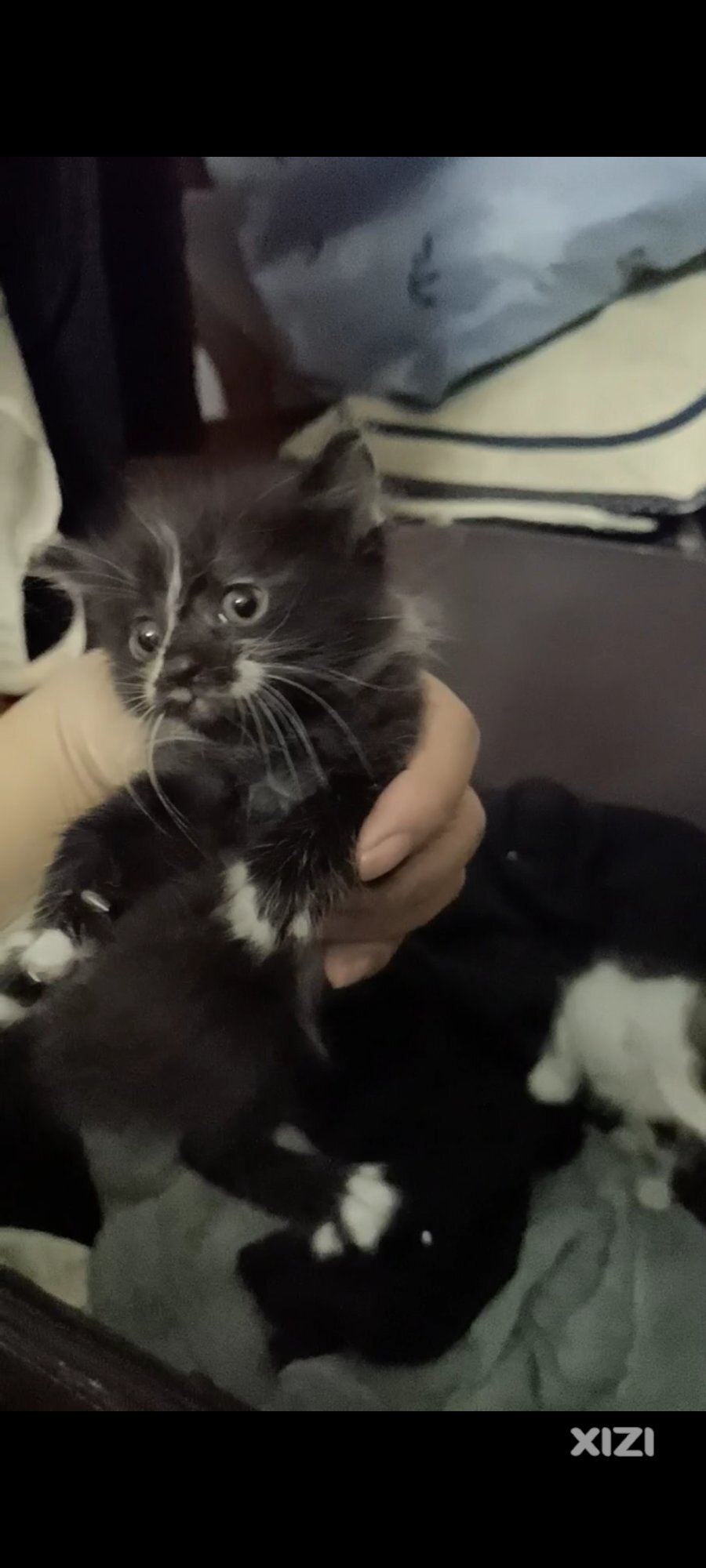家猫免费领养
