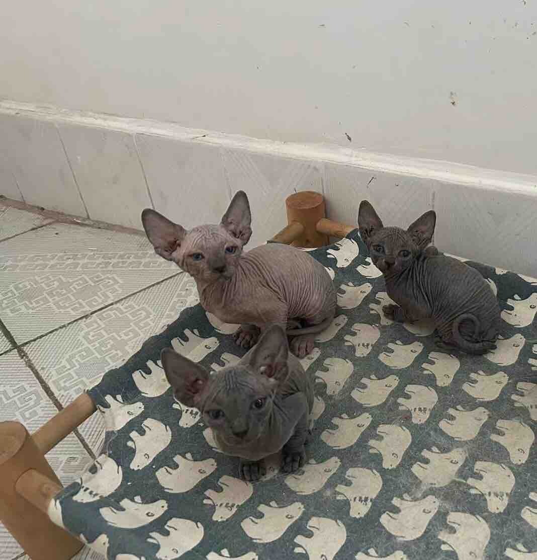 司芬克斯小猫咪