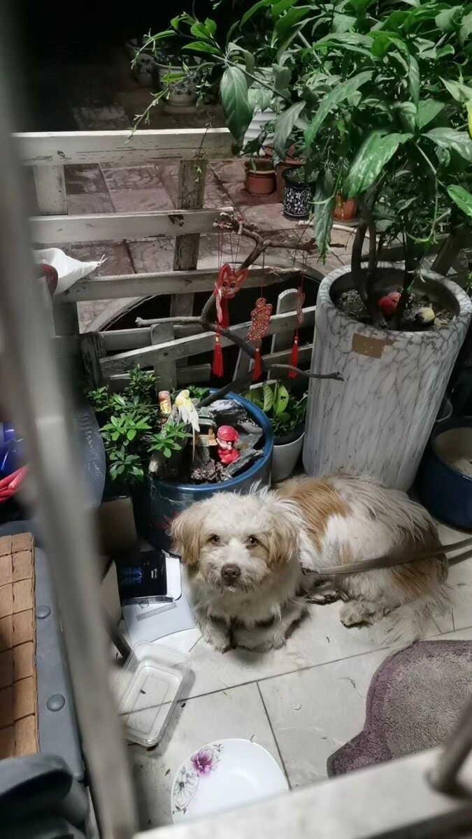 比熊杂交小狗寻找主人（免费收养）