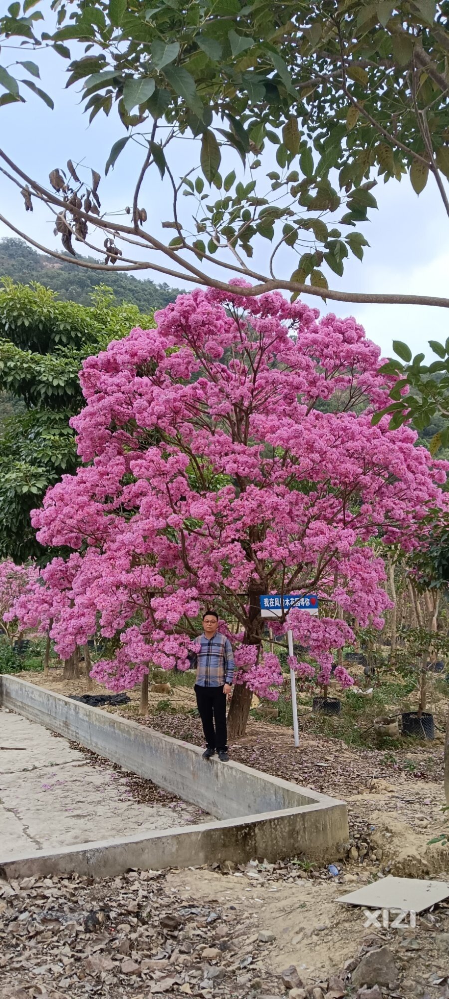 花王