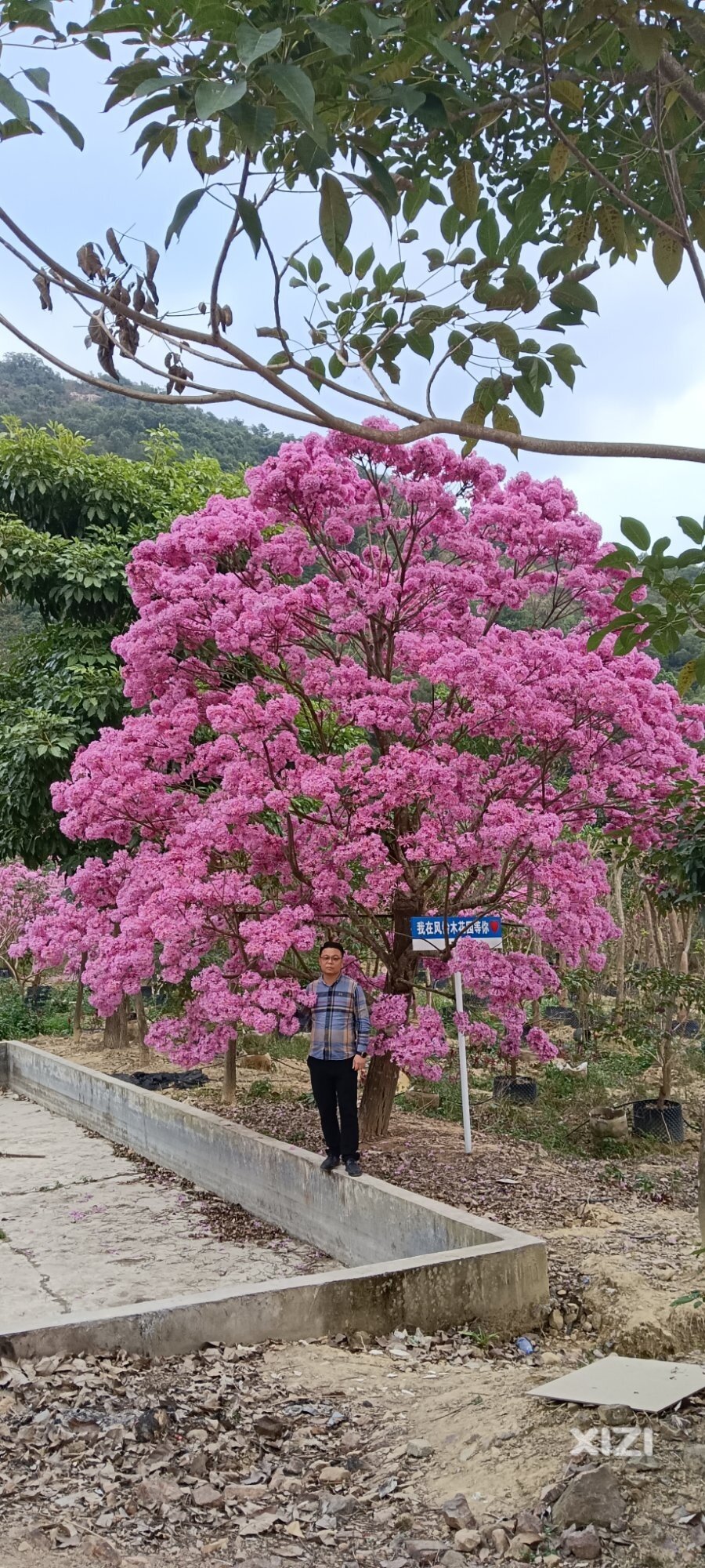 花王及他的小弟们