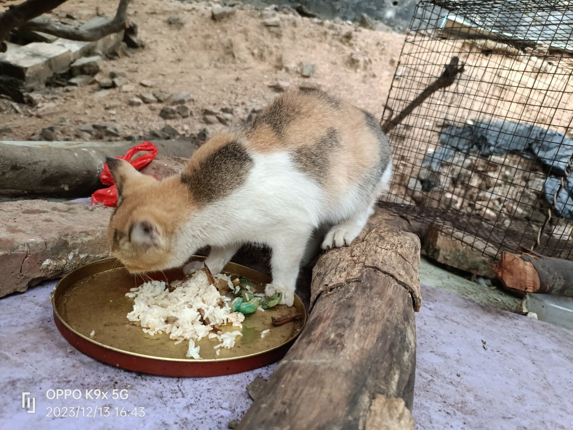 小猫守鸡……其乐融合