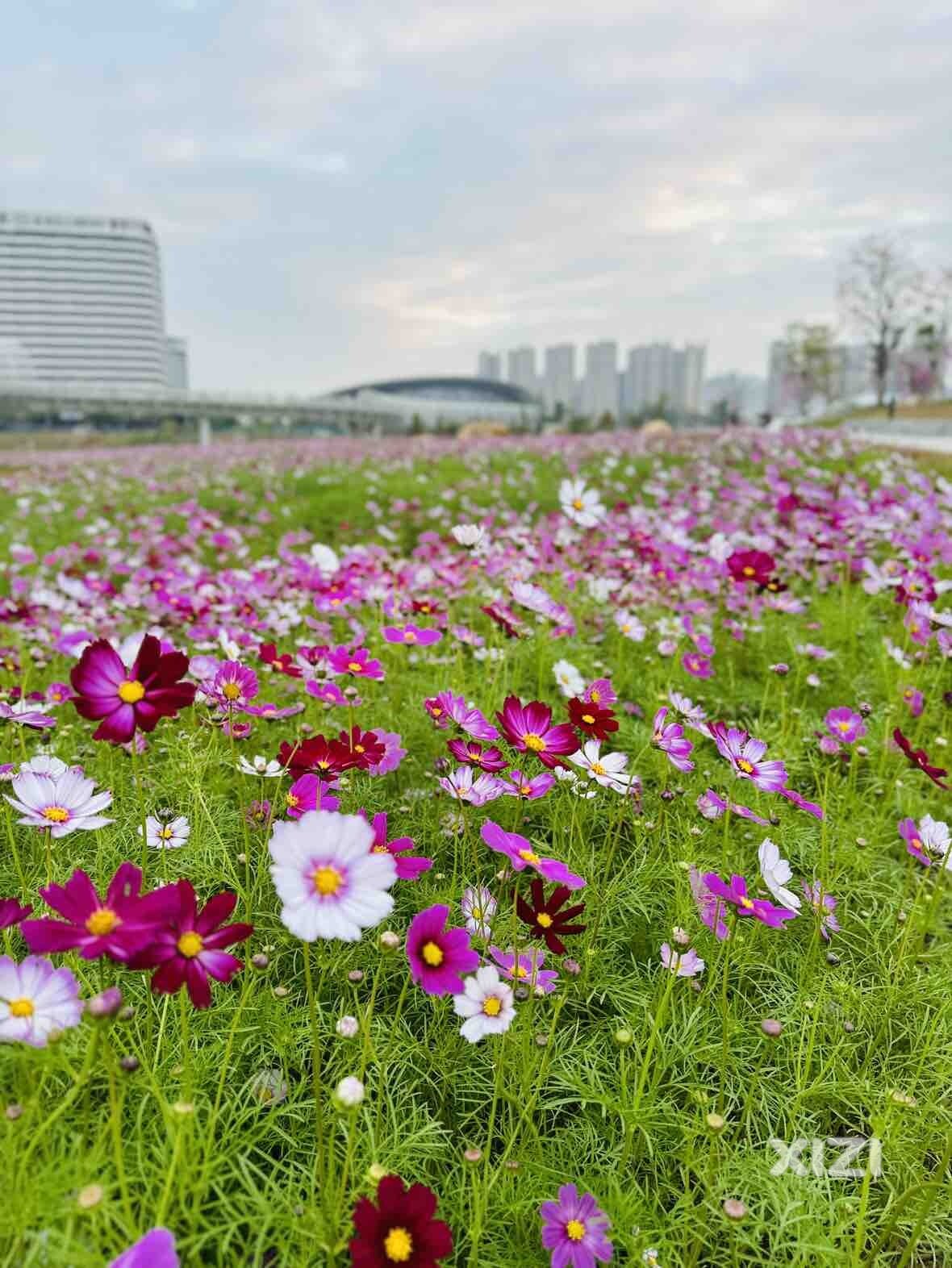 一起欣赏公园里的格桑花花海