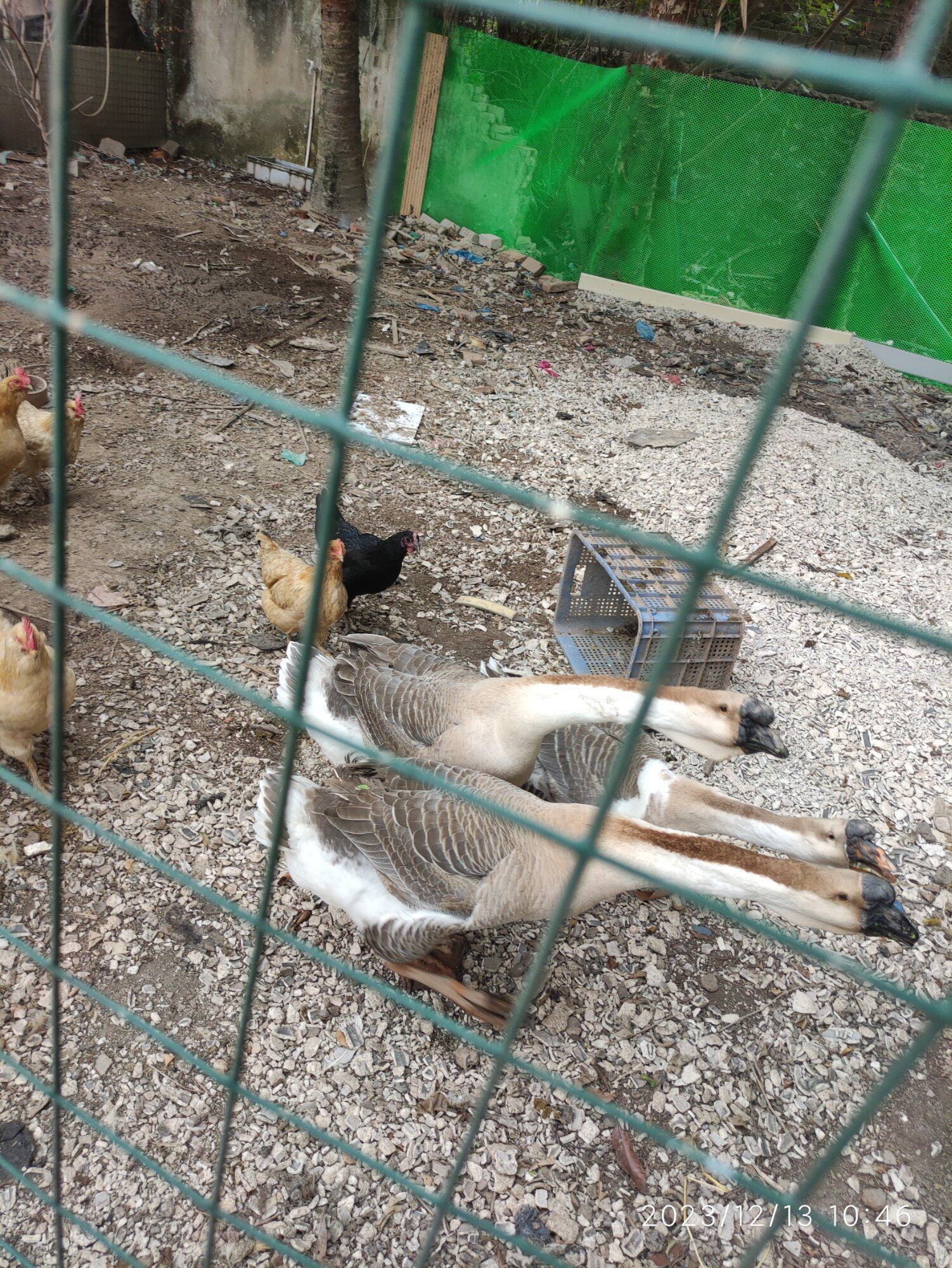 大鹅