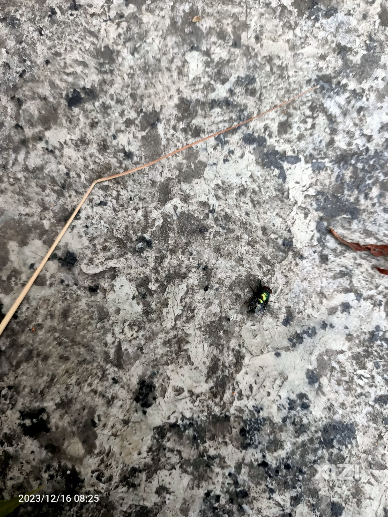 极速降度，苍蝇都冻死了，赶紧穿厚衣服。
