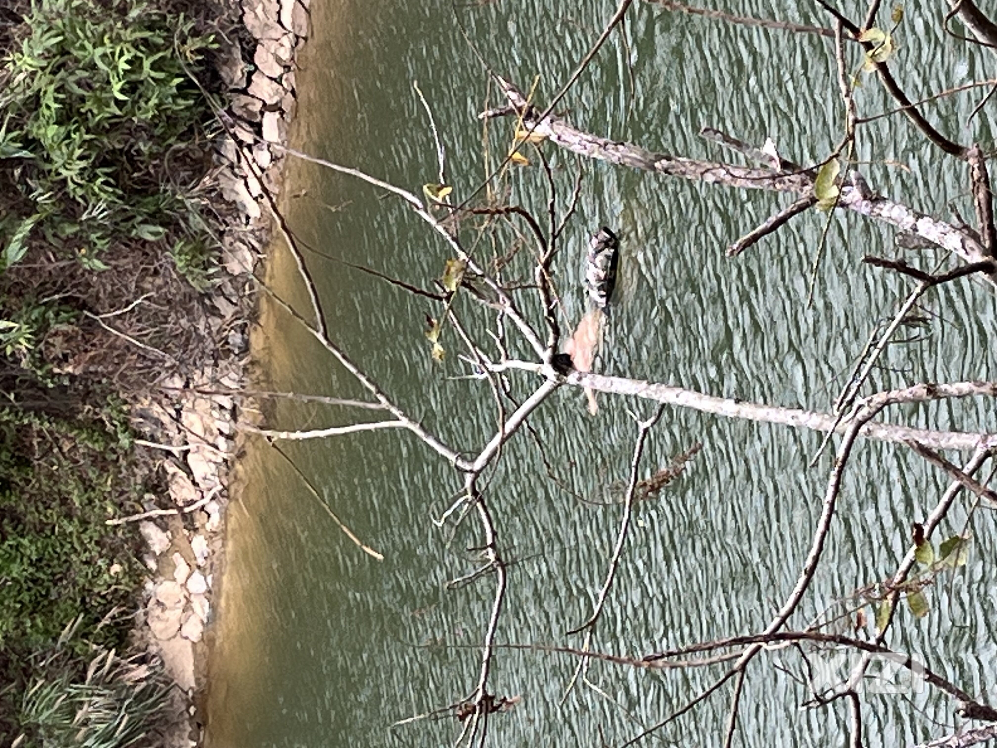 这位裸泳哥在红花湖景区冬泳