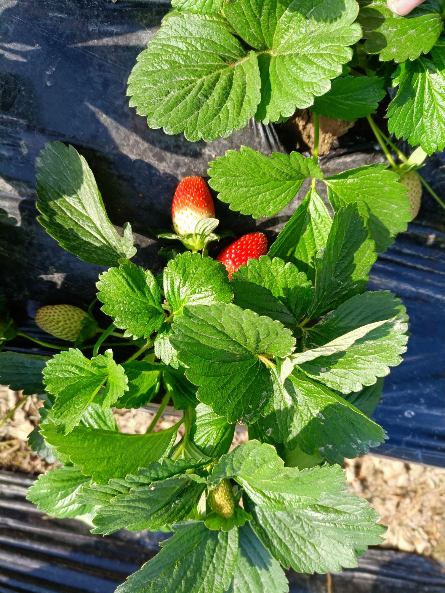 惠阳大门埔采摘，草莓