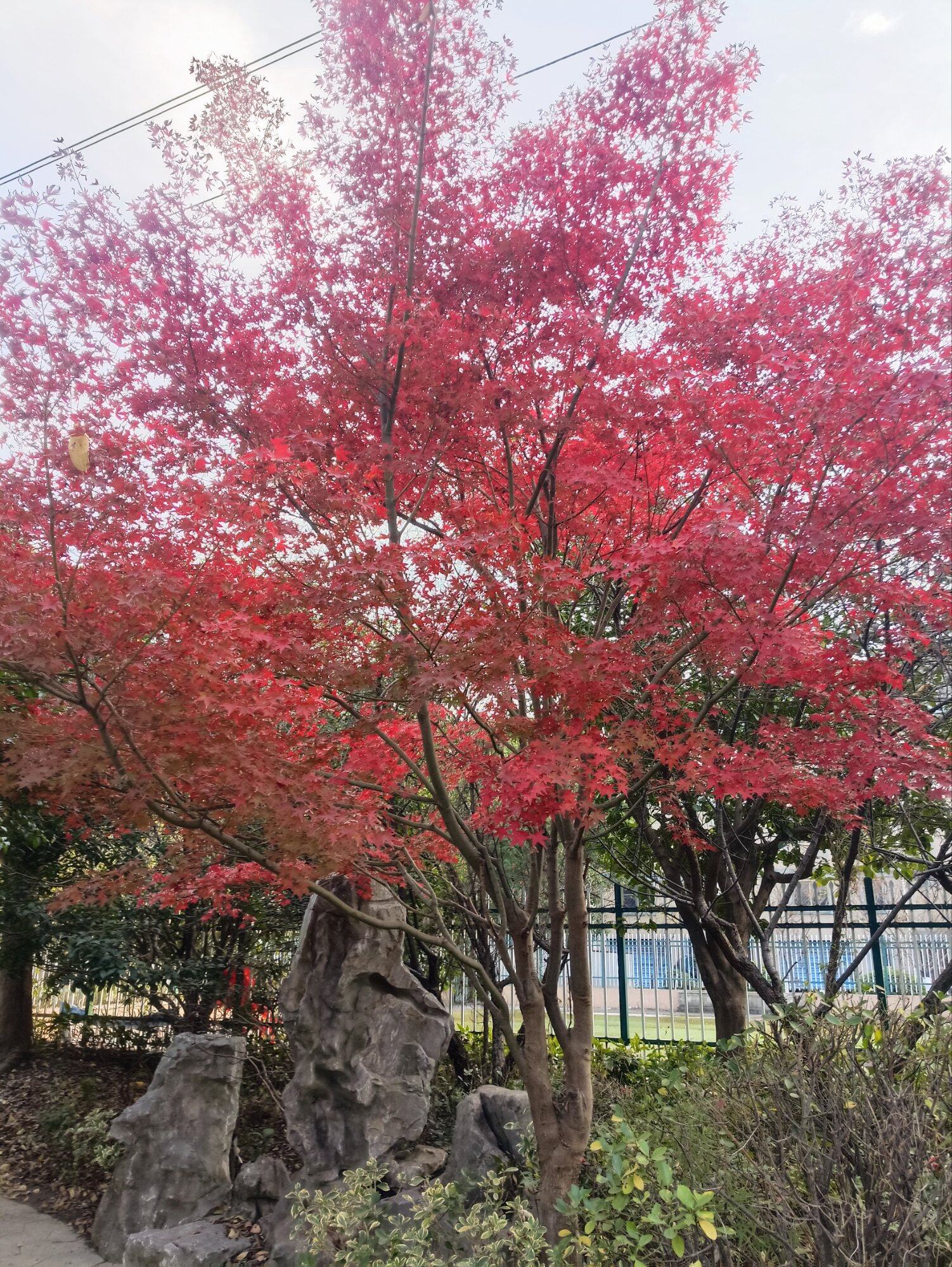 霜叶红于二月花