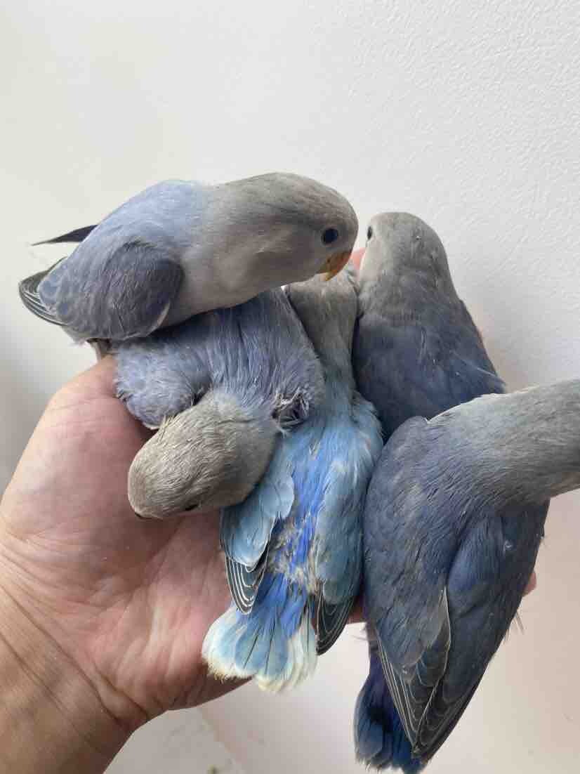 牡丹鹦鹉