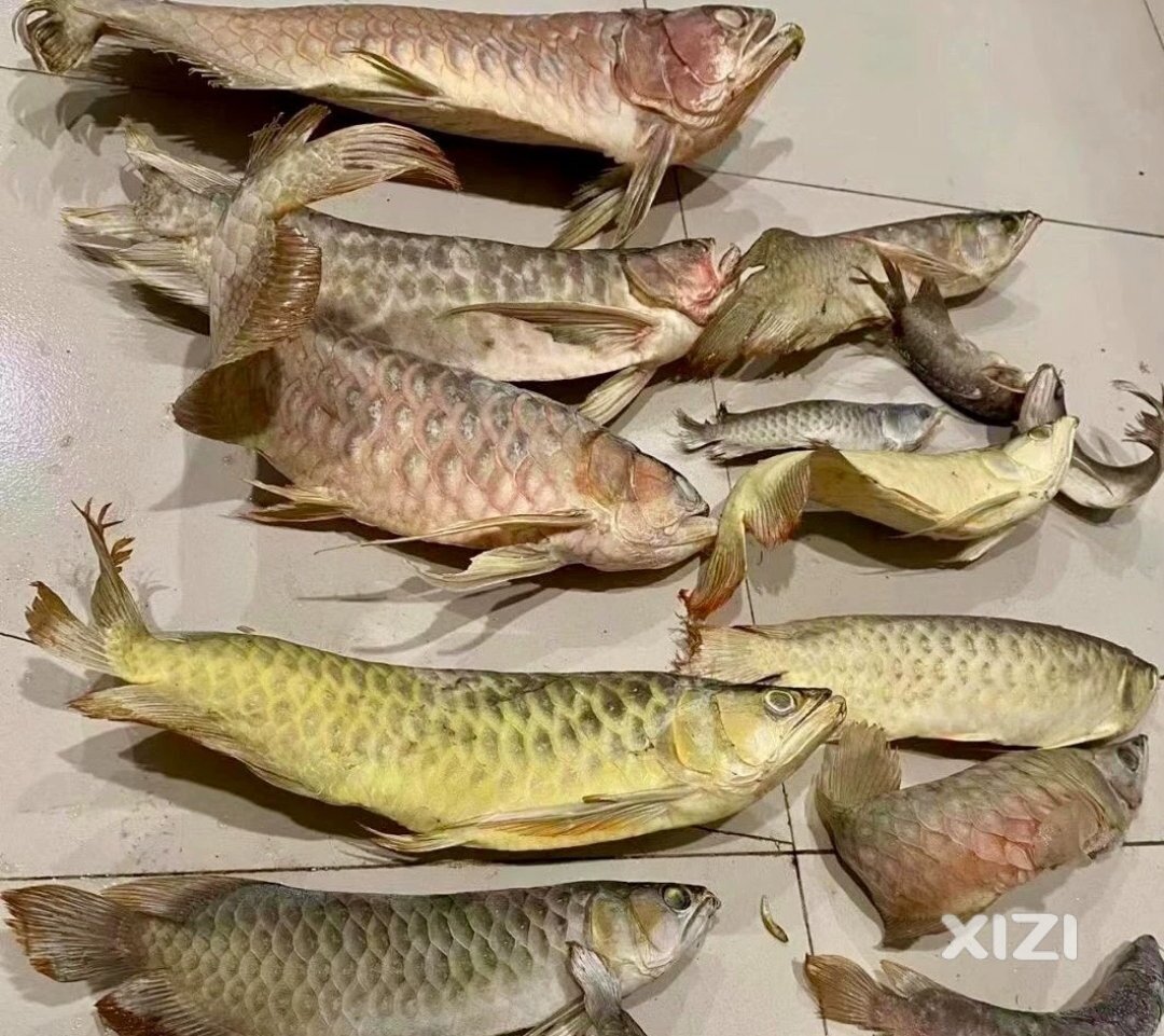 冬至吃饺子