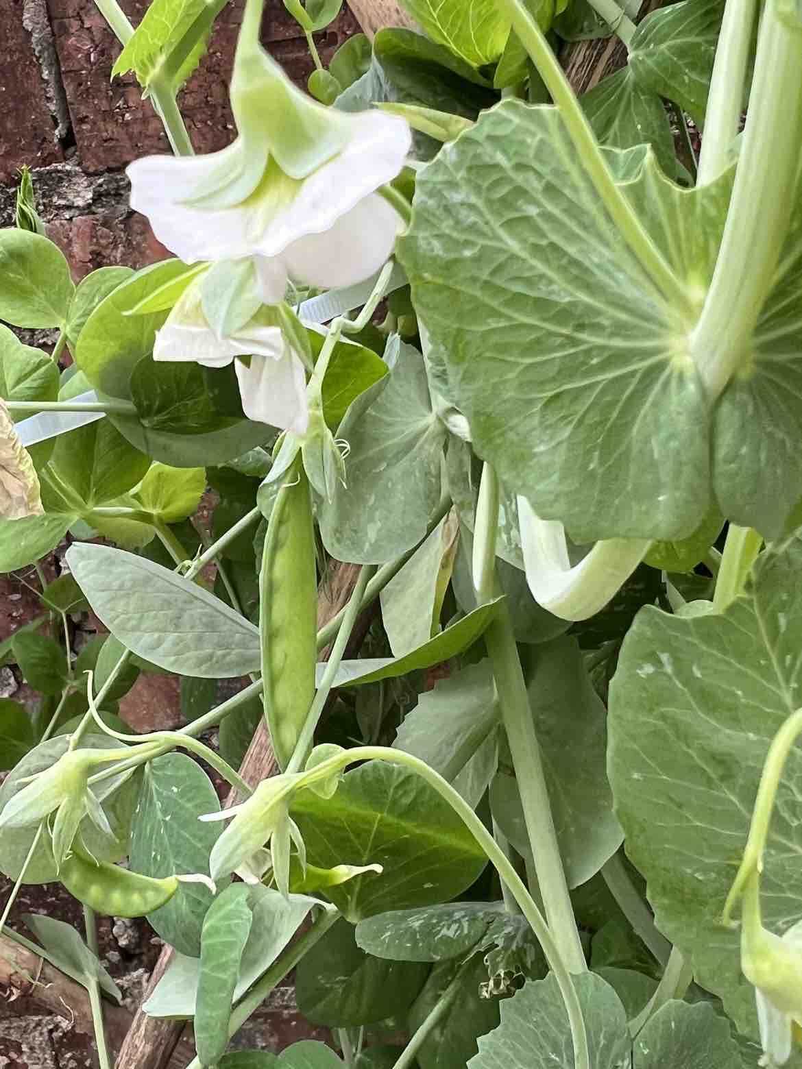 终于开花结果啦