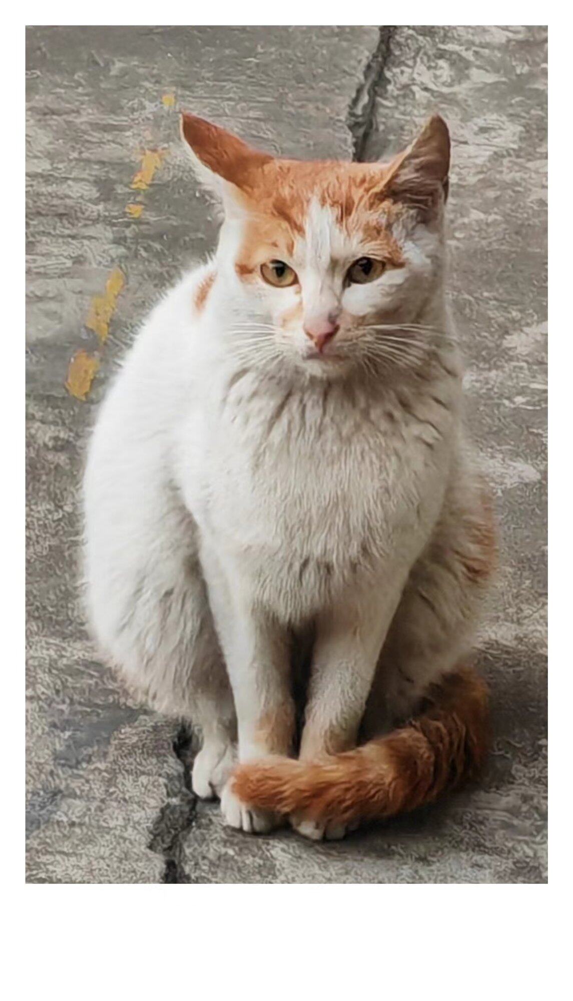 冬至日里的猫