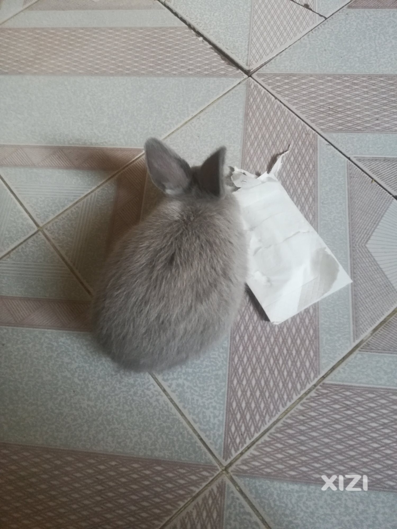兔子吃纸巾好不好的？