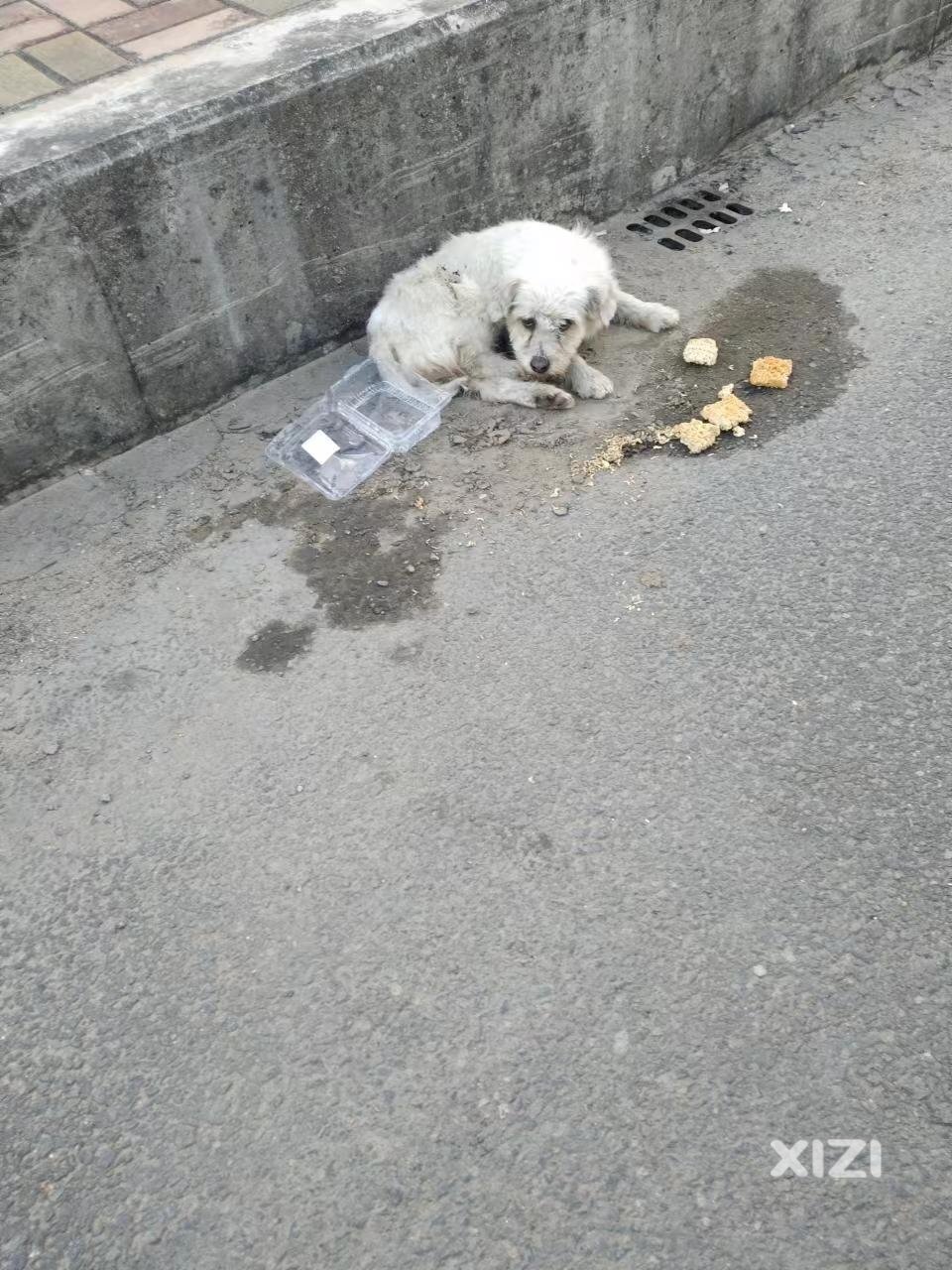 在隆生大桥往江北方向的人行道发现一条宠物狗，不知道是谁家的？