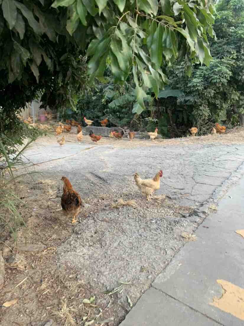 开吃