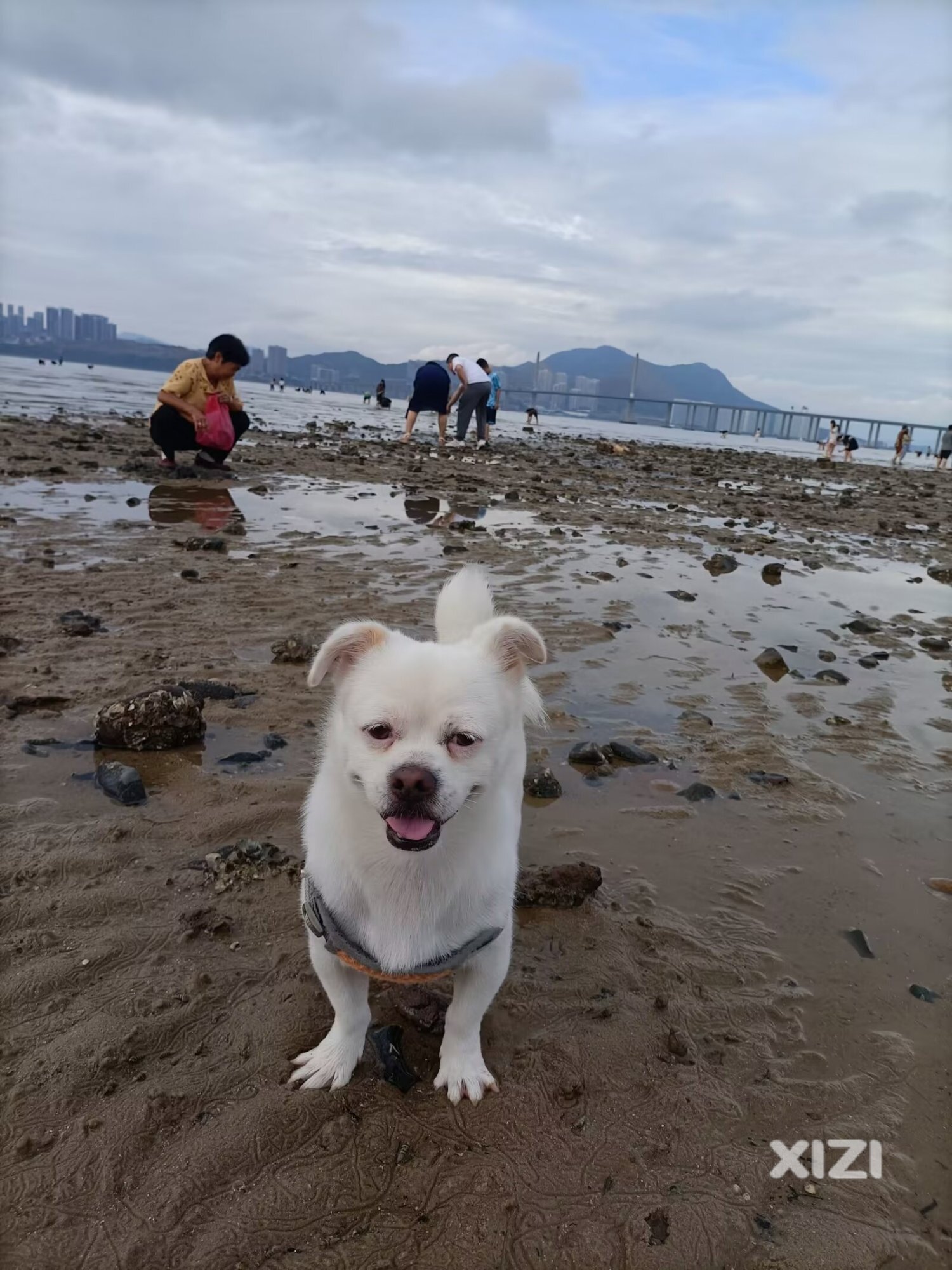 寻狗启示