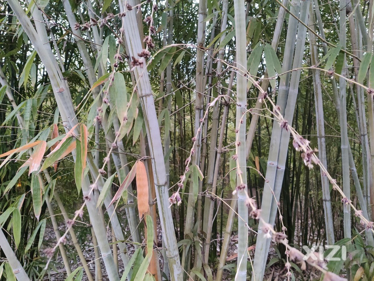 竹子很少开花的今天见到了