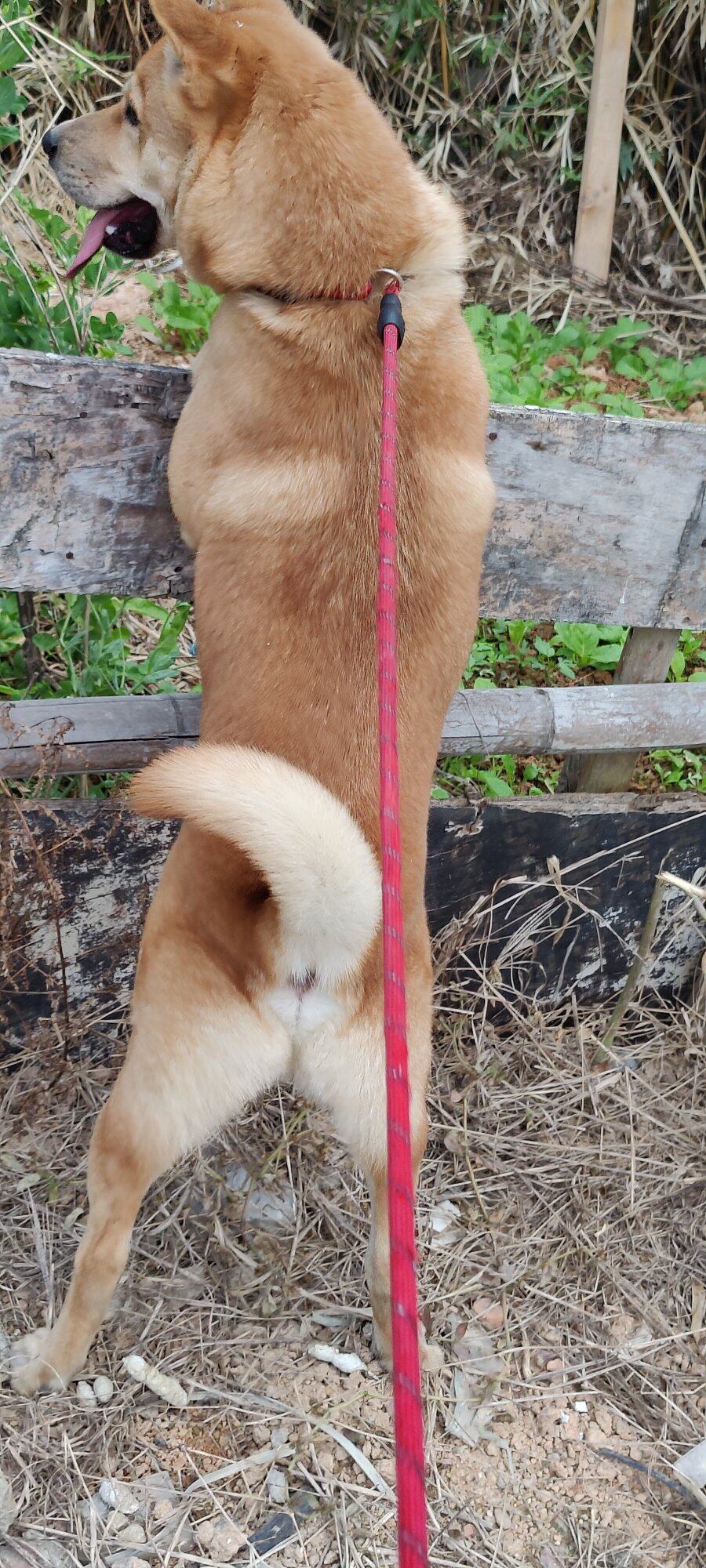 一岁中华田园犬，找个