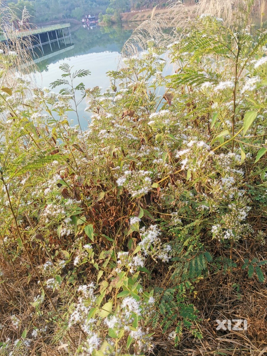 今天见到危害特别严重的外来入侵物种飞机草