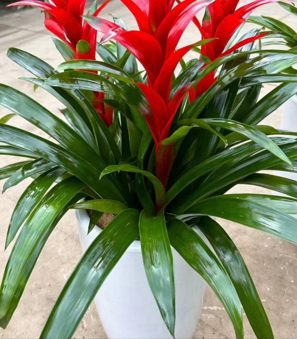 种花上瘾了，爱上种花