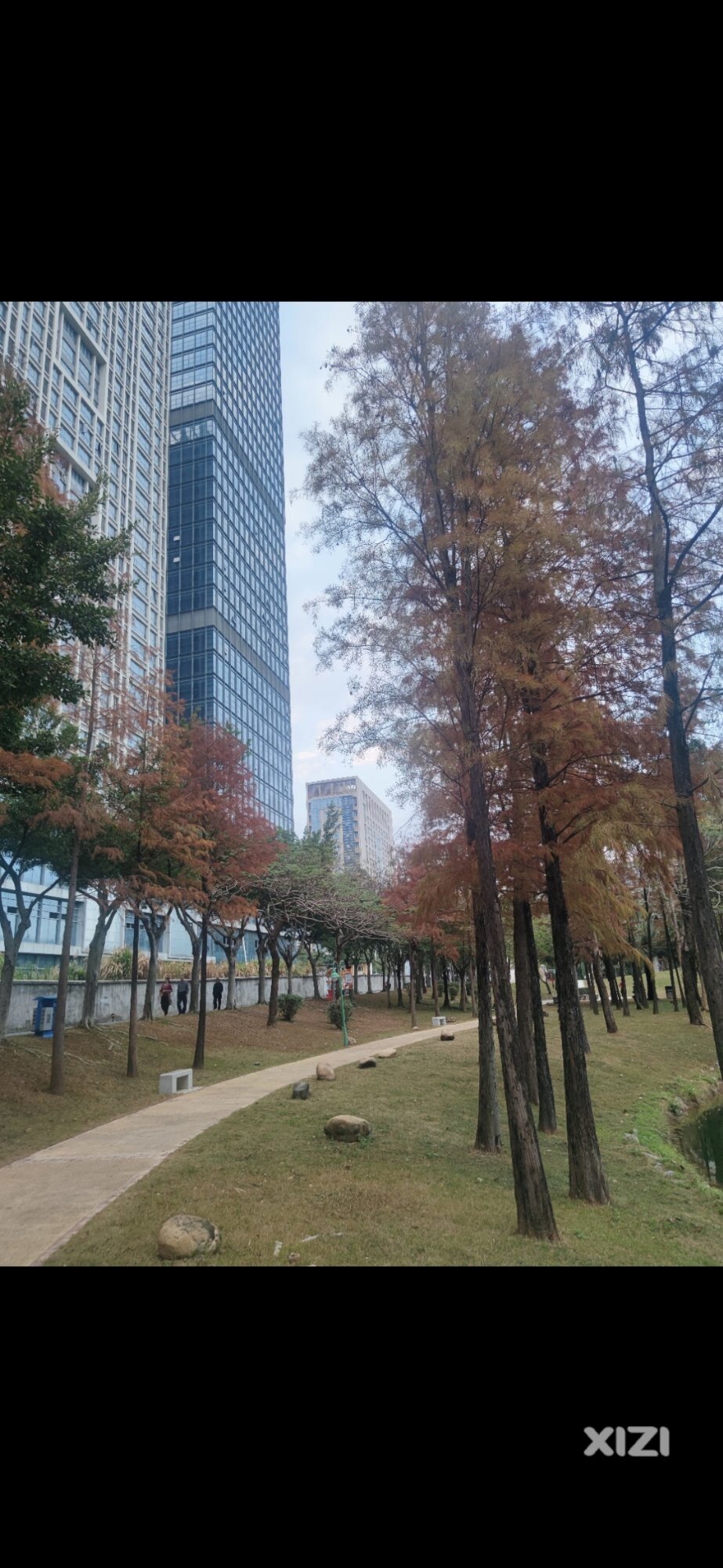 隐藏在江北的落羽杉