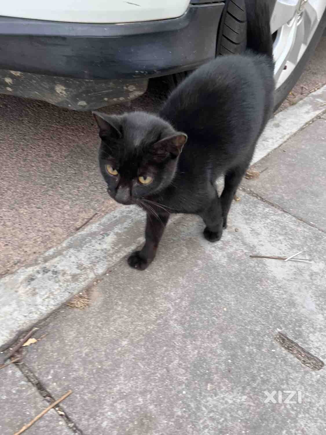 哇塞塞 上班遇到黑猫