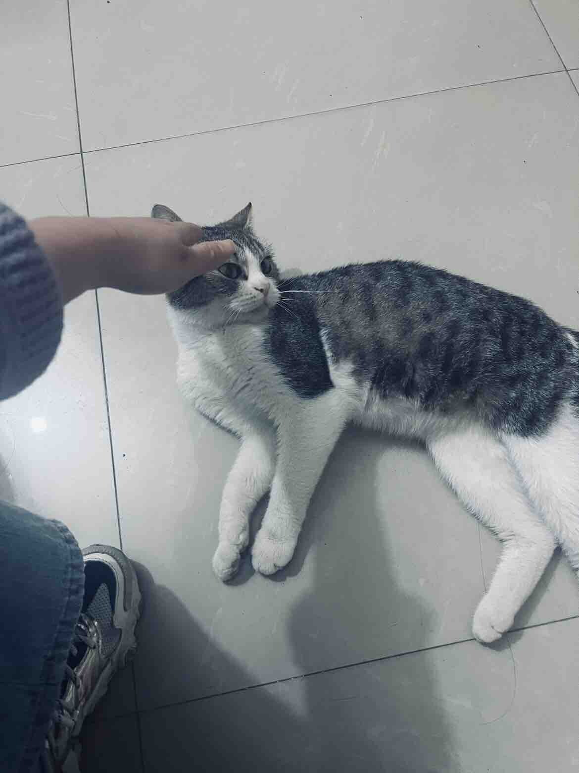 猫咪免费领养