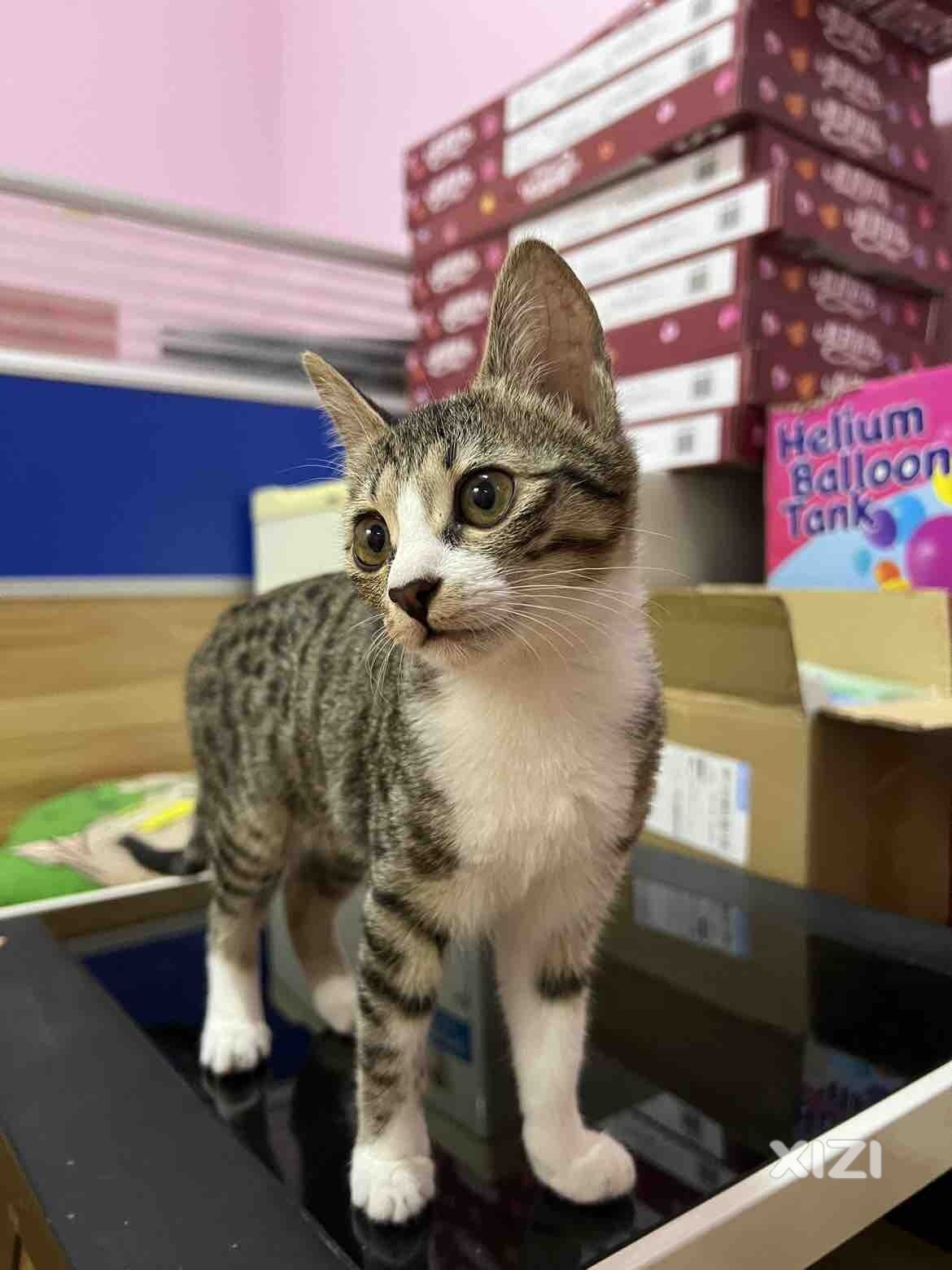 有人要领养猫猫吗，很