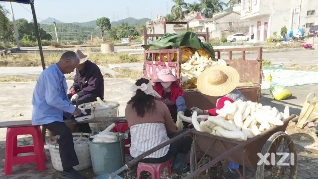 惠东铁涌镇小屯村：冬日暖阳好 菜脯晒制忙