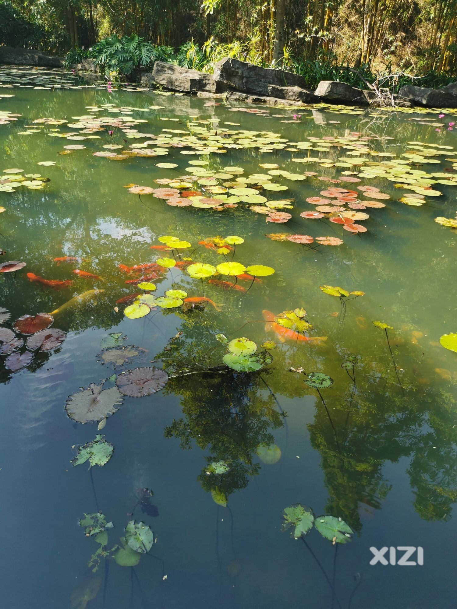 红花湖美景让人流连忘