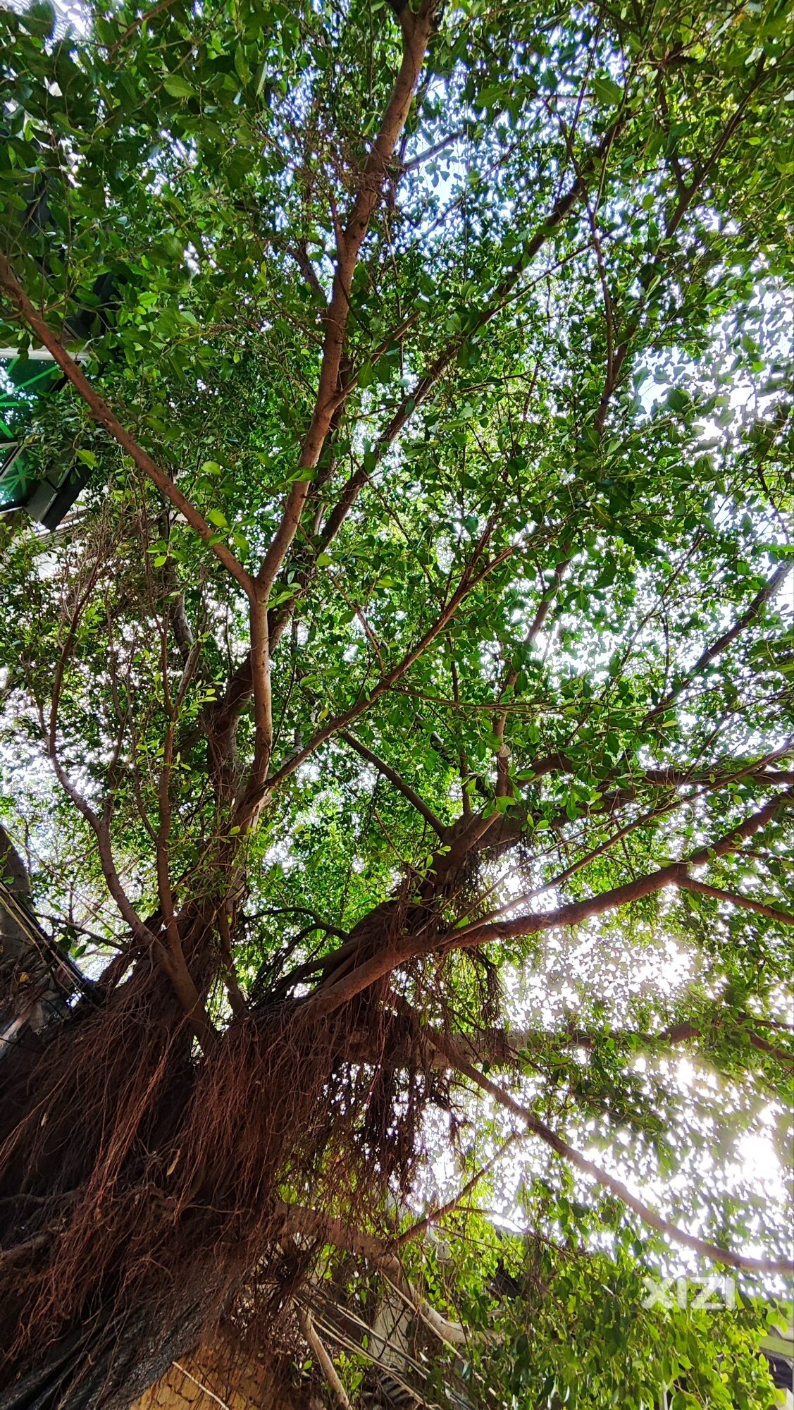 《东江棹歌》竹枝词系列（之一）