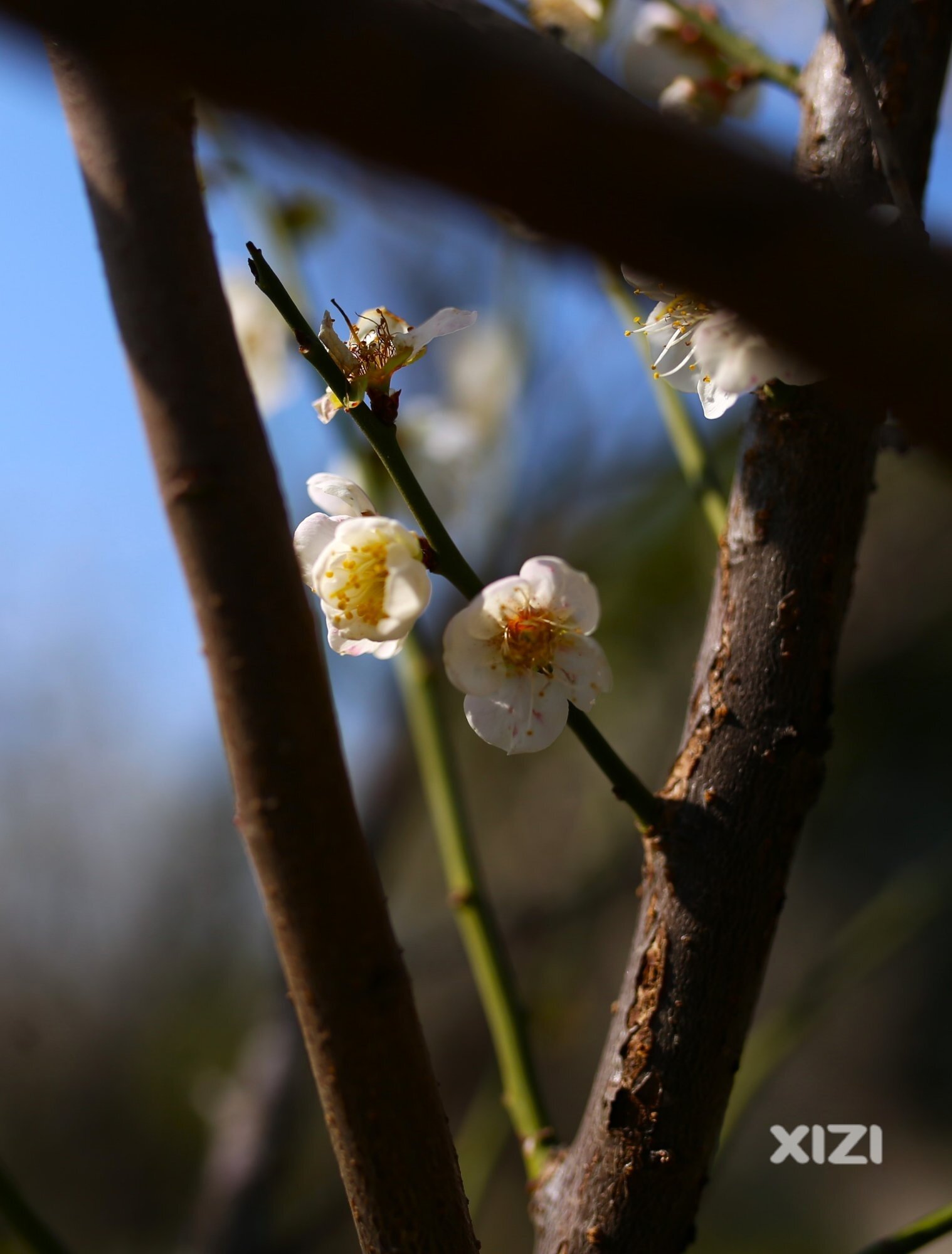 鹅城梅花