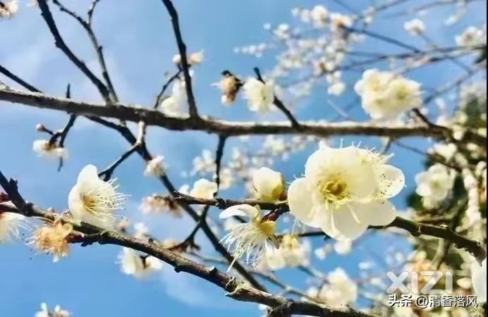 惠东梁化梅园3000多亩梅花即将盛开，踏雪赏梅去！