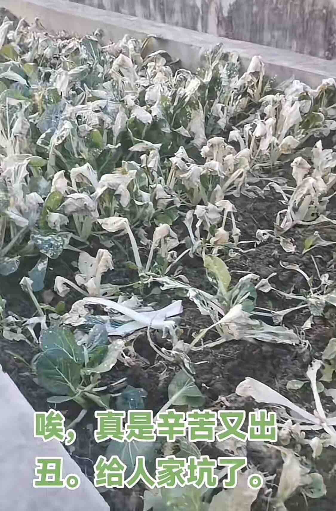 一学就会，一做就废