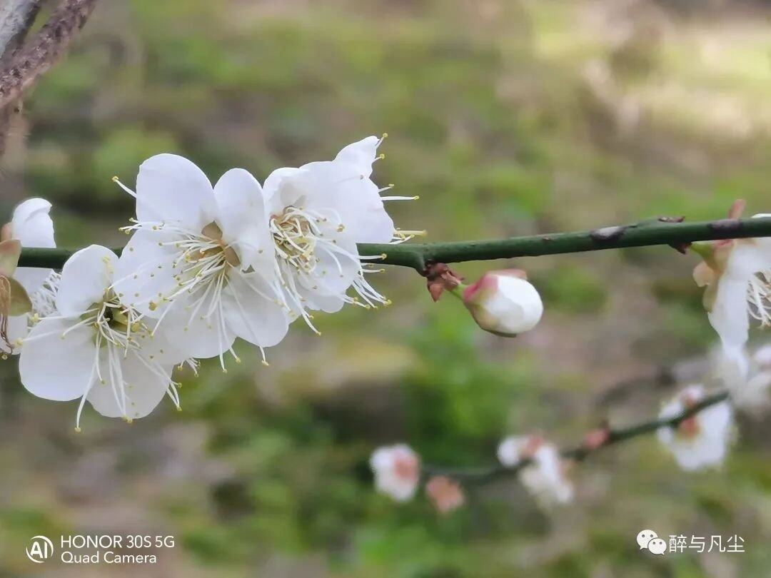 《梁化寻梅》梁化的梅依旧在肆意、野性地绽放着、生长着…