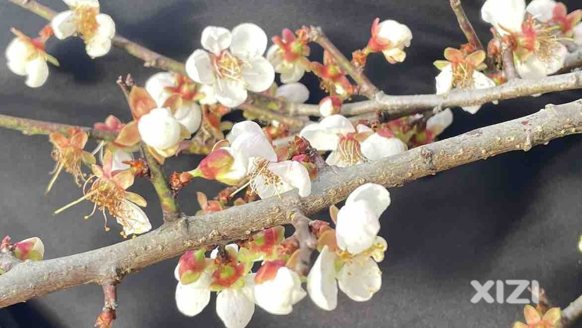 又见花开